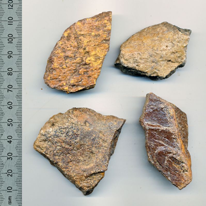  Plesiosaur Bones. NP Collectables